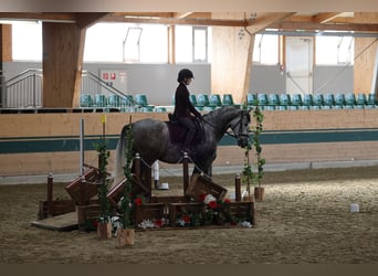 PRE, Caballo castrado, 7 años, 167 cm, Tordo rodado