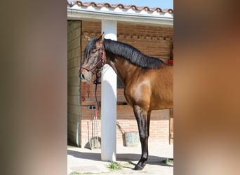 PRE Mestizo, Caballo castrado, 7 años, 168 cm, Castaño