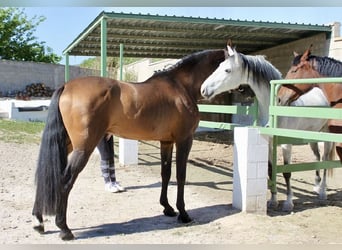 PRE Mestizo, Caballo castrado, 7 años, 168 cm, Castaño