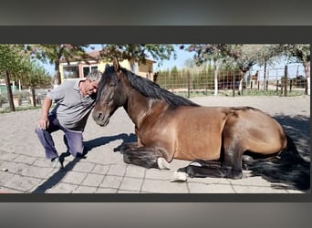 PRE Mestizo, Caballo castrado, 7 años, 168 cm, Castaño