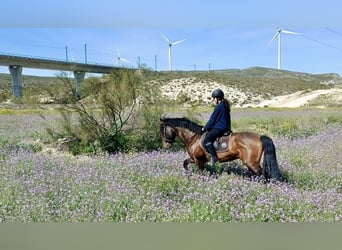 PRE Mestizo, Caballo castrado, 7 años, 168 cm, Castaño