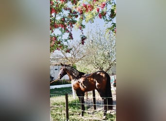 PRE Mestizo, Caballo castrado, 7 años, 168 cm, Castaño