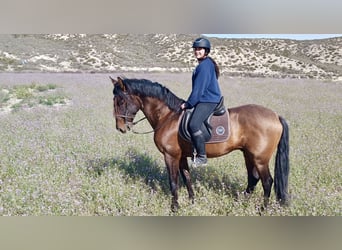 PRE Mestizo, Caballo castrado, 7 años, 168 cm, Castaño