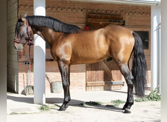 PRE Mestizo, Caballo castrado, 7 años, 168 cm, Castaño