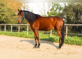 PRE, Caballo castrado, 7 años, 168 cm, Castaño