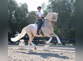 PRE, Caballo castrado, 7 años, 168 cm, Palomino