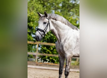 PRE, Caballo castrado, 7 años, 168 cm, Tordo