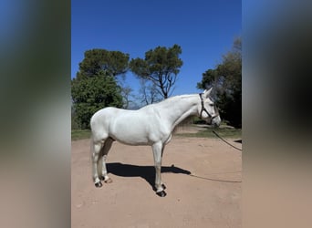 PRE, Caballo castrado, 7 años, 168 cm, White/Blanco