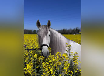 PRE, Caballo castrado, 7 años, 168 cm, White/Blanco