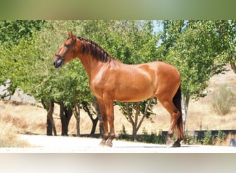 PRE Mestizo, Caballo castrado, 7 años, 169 cm, Alazán-tostado