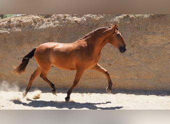 PRE Mestizo, Caballo castrado, 7 años, 169 cm, Alazán-tostado