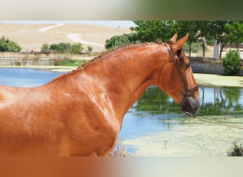 PRE Mestizo, Caballo castrado, 7 años, 169 cm, Alazán-tostado