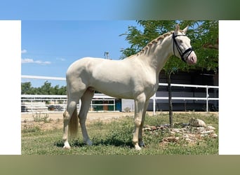 PRE Mestizo, Caballo castrado, 7 años, 169 cm, Perlino