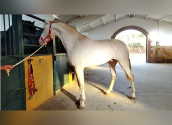 PRE Mestizo, Caballo castrado, 7 años, 169 cm, Perlino