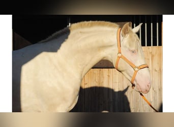 PRE Mestizo, Caballo castrado, 7 años, 169 cm, Perlino