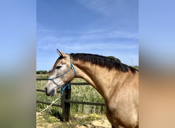 PRE, Caballo castrado, 7 años, 169 cm, Sabino