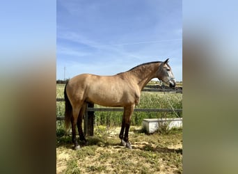 PRE, Caballo castrado, 7 años, 169 cm, Sabino