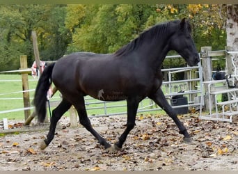 PRE Mestizo, Caballo castrado, 7 años, 170 cm, Negro