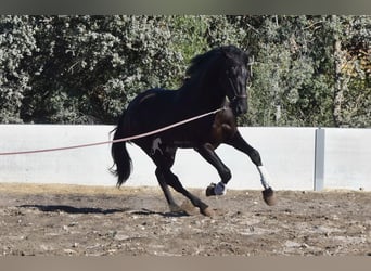 PRE Mestizo, Caballo castrado, 7 años, 170 cm, Negro