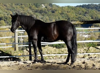 PRE Mestizo, Caballo castrado, 7 años, 170 cm, Negro