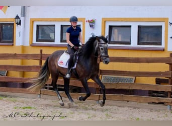 PRE, Caballo castrado, 7 años, 170 cm, Tordillo negro