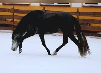 PRE, Caballo castrado, 7 años, 170 cm, Tordillo negro