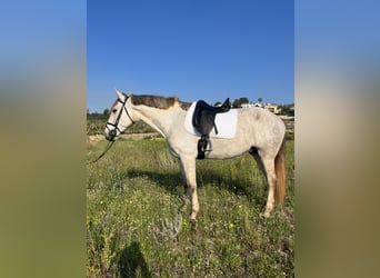 PRE Mestizo, Caballo castrado, 7 años, 170 cm, Tordo