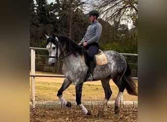 PRE, Caballo castrado, 7 años, 170 cm, Tordo