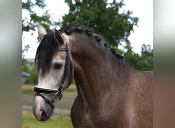 PRE Mestizo, Caballo castrado, 7 años, 170 cm, Tordo rodado