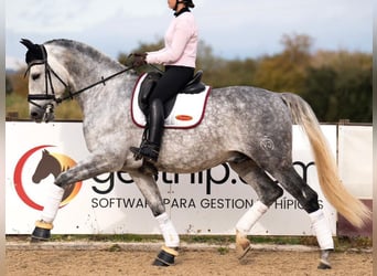 PRE Mestizo, Caballo castrado, 7 años, 172 cm, Tordo