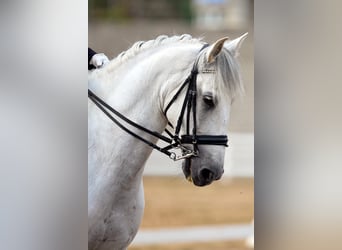 PRE, Caballo castrado, 7 años, 172 cm, Tordo