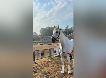 PRE, Caballo castrado, 7 años, 172 cm, Tordo