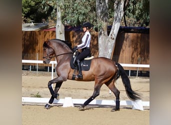 PRE, Caballo castrado, 7 años, 173 cm, Castaño rojizo