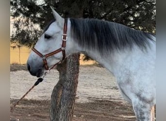 PRE Mestizo, Caballo castrado, 7 años, 173 cm, Tordo