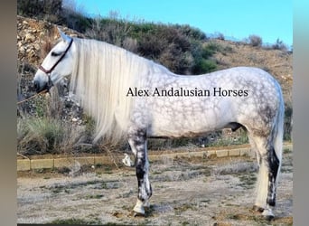 PRE Mestizo, Caballo castrado, 7 años, 175 cm, Tordo rodado