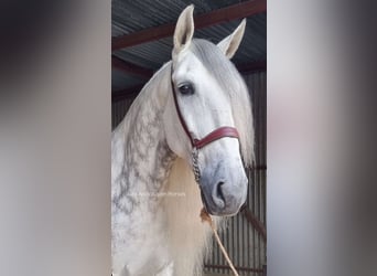 PRE Mestizo, Caballo castrado, 7 años, 175 cm, Tordo rodado