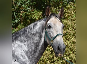 PRE, Caballo castrado, 7 años, 177 cm, Tordo