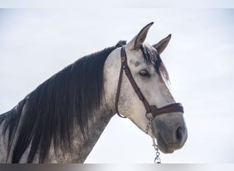 PRE Mestizo, Caballo castrado, 7 años