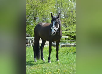 PRE, Caballo castrado, 8 años, 152 cm, Morcillo