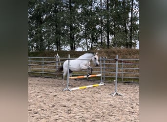 PRE Mestizo, Caballo castrado, 8 años, 155 cm, Tordo picazo