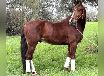 PRE Mestizo, Caballo castrado, 8 años, 160 cm, Alazán-tostado