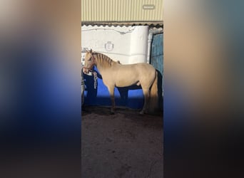 PRE, Caballo castrado, 8 años, 160 cm, Cremello