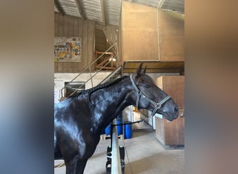 PRE Mestizo, Caballo castrado, 8 años, 160 cm, Negro