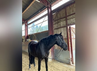 PRE Mestizo, Caballo castrado, 8 años, 160 cm, Negro