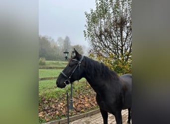 PRE Mestizo, Caballo castrado, 8 años, 160 cm, Negro