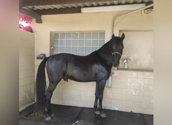PRE Mestizo, Caballo castrado, 8 años, 160 cm, Negro