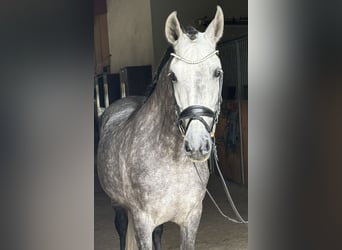 PRE, Caballo castrado, 8 años, 160 cm, Tordo rodado