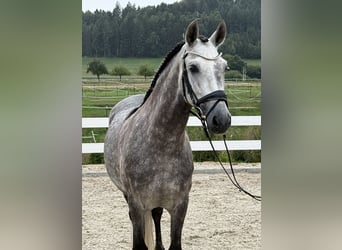 PRE, Caballo castrado, 8 años, 160 cm, Tordo rodado