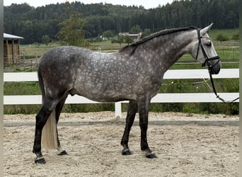 PRE, Caballo castrado, 8 años, 160 cm, Tordo rodado