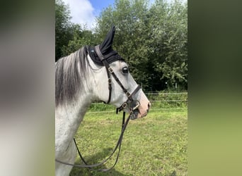 PRE Mestizo, Caballo castrado, 8 años, 160 cm, Tordo rodado